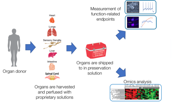 human tissue research paper