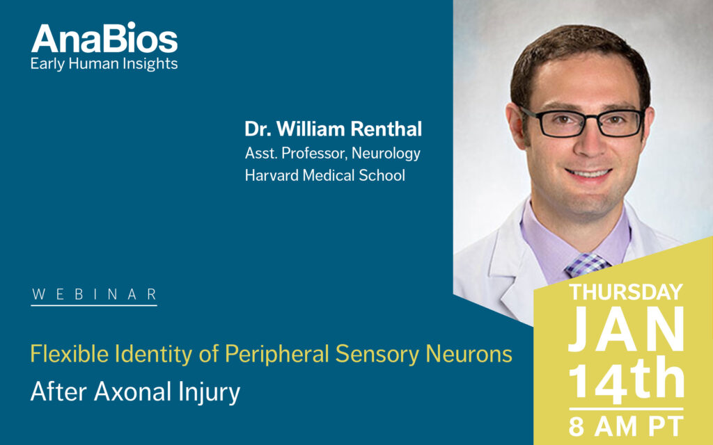 peripheral-sensory-neurons-renthal-webinar