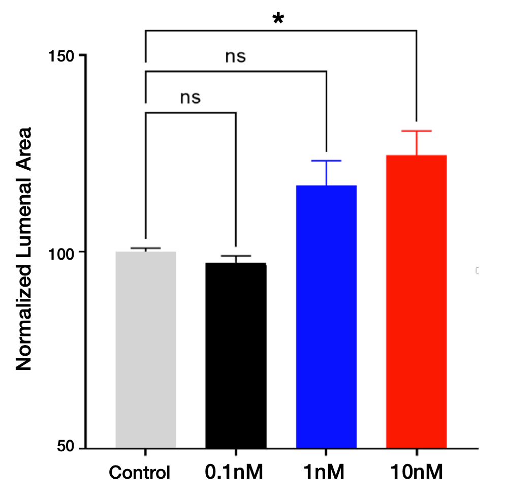 The image illustrates bronchial dilation in response to a drug application with the time course of dilation and quantification.