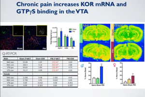 Kappa Opioid Receptors In Chronic Pain & Associated Affective Disorders​