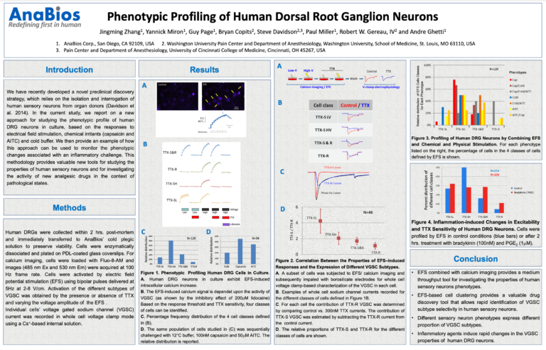 Phenotypic Profiling Of Human Dorsal Root Ganglion Neurons