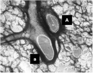 Brightfield image of a thawed PCLS with arteriole and airway labeled.