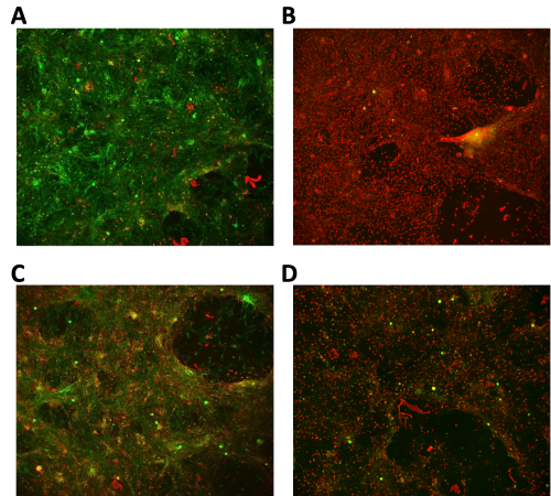neurotoxicity-assays-brain-tissue